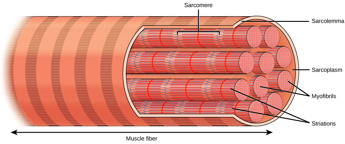 Illustration shows a long, tubular skeletal muscle cell that runs the length of a muscle fiber. Long, cylindrical bundles called myofibrils run the length of the cell. The myofibrils have a banded appearance.  A sarcoplasm exists around the myofibrils, and the sarcolemma surrounds everything.