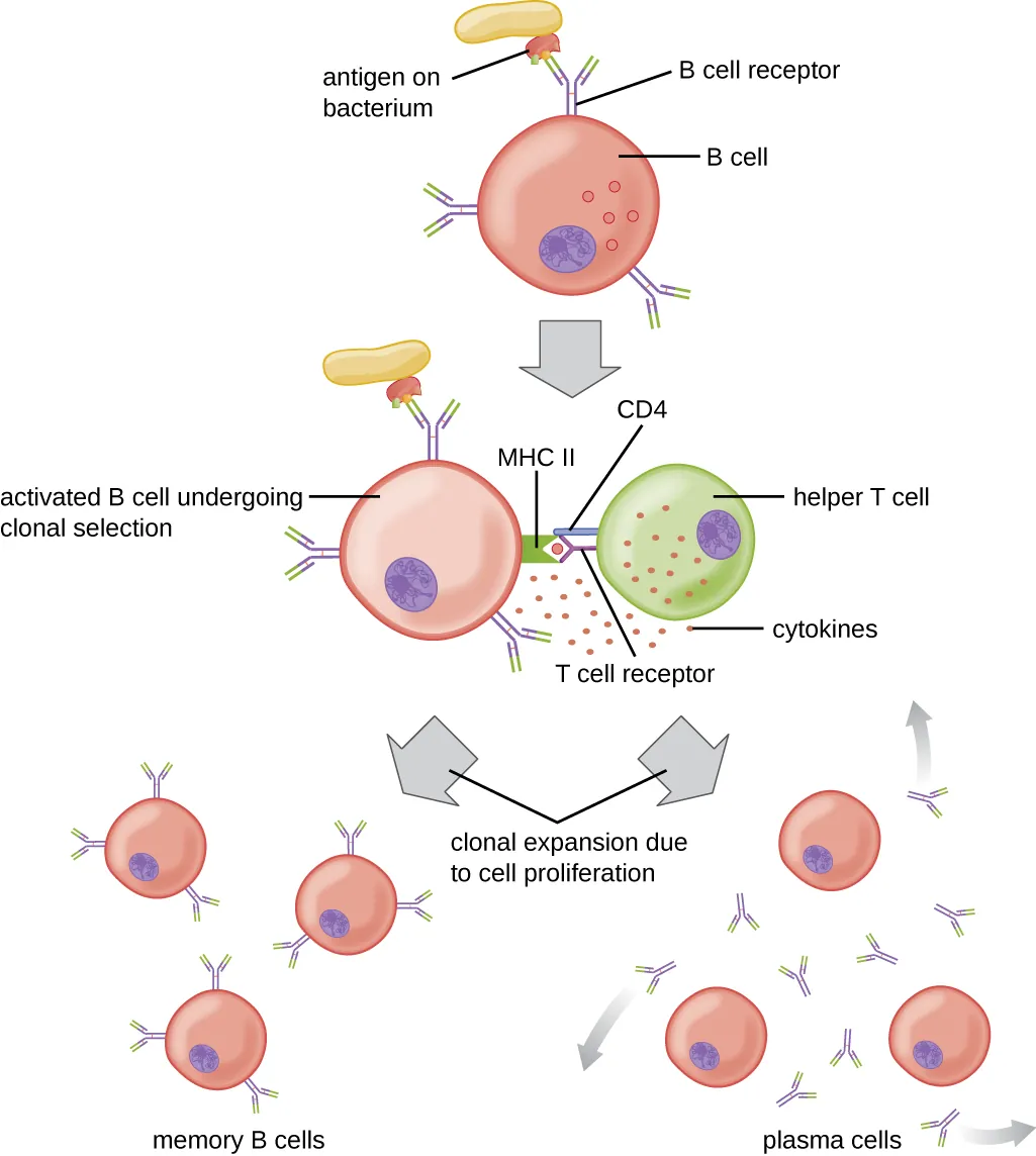 T cell-dependent activation of B cells. Description below.