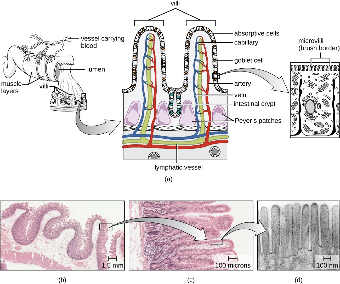 GI tract microbiota. Description below.