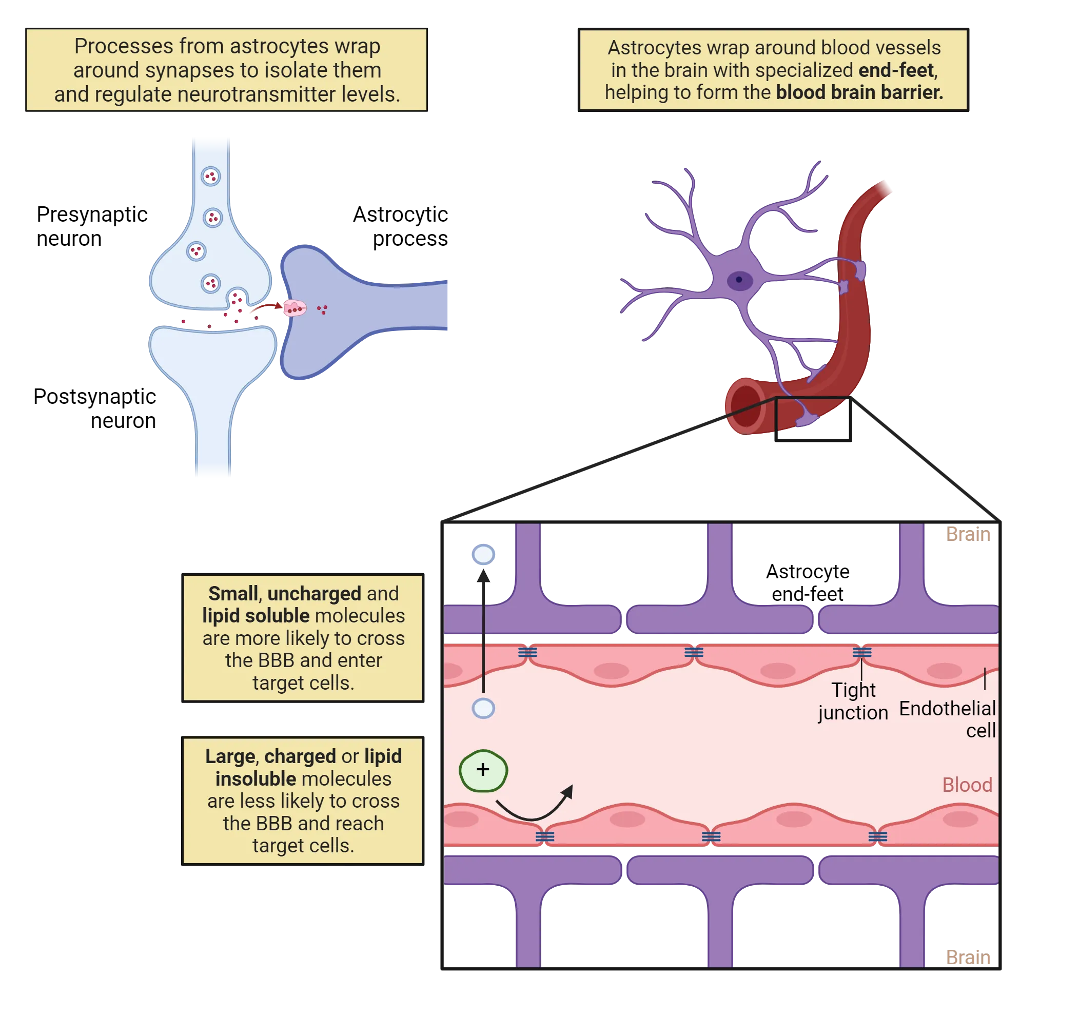 2 part diagram. Part 1: Diagram of an astrocyte wrapping around a synapse to isolate the synapse and regulate neurotransmitter levels. Part 2: Diagram of an astrocyte wrapping around a blood vessel. The contact point between astrocyte and blood vessel is labeled “end-feet.” A zoom-in of the end-feet shows endothelial cell tight junctions and astrocyte processes between those cells/junctions and the brain. Large, charged or lipid insoluble molecules are shown being kept out of the brain while small, uncharged and lipid soluble molecules are more likely to cross the blood-brain barrier.