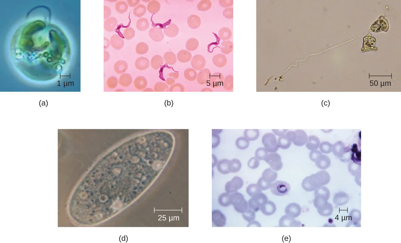 Eukaryotic cell shapes. Description below.