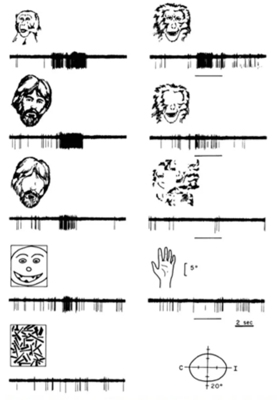 Drawings of electrophysiological recordings of action potentials in inferotemporal cortex of monkeys with different stimuli. Stimuli that look like human or monkey faces elicit firing. Stimuli like a hand or chaotic lines do not elicit firing.