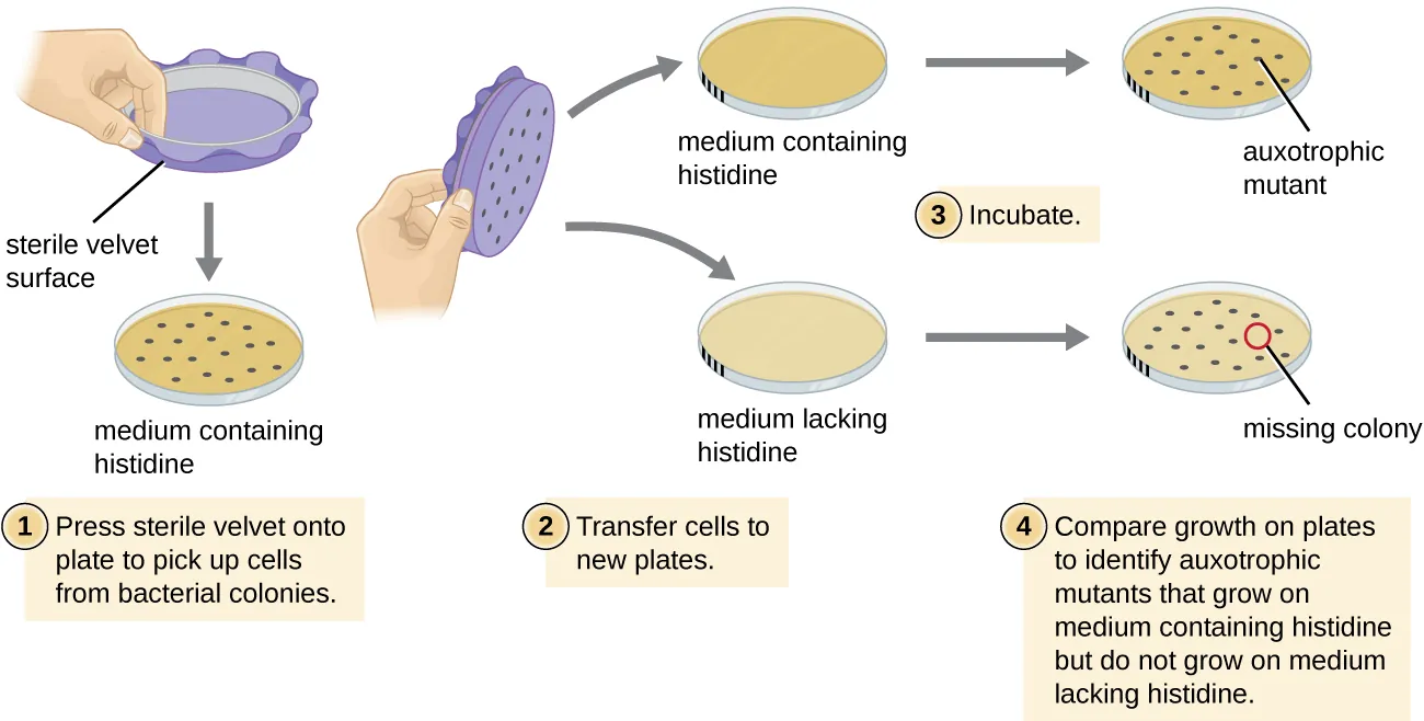 Diagram of the process of identifying auxotrophic mutants. Description below.