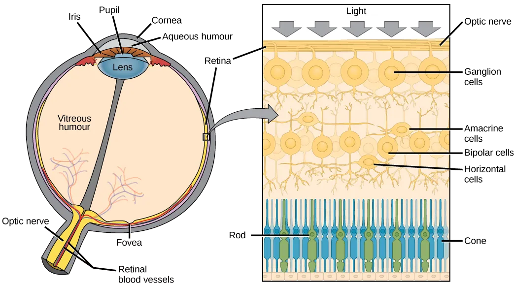 The left illustration shows a human eye, which is round and filled with vitreous humour. The optic nerve and retinal blood vessels exit the back of the eye. At the front of the eye is the lens with a pupil in the middle. The lens is covered by the iris, which in turn is covered by the cornea. The aqueous humour is a gel-like substance between the cornea and iris. The retina is the lining of the inner eye. A second illustration is a blowup which shows that the optic nerve is at the surface of the retina. Beneath the optic nerve is a layer of ganglion cells, and beneath this is a layer of bipolar cells. Both ganglia and bipolar cells are nerve cells with root-like appendages. Beneath the bipolar cell layer are the rods and cones. Rods and cones are similar in structure and column-like.