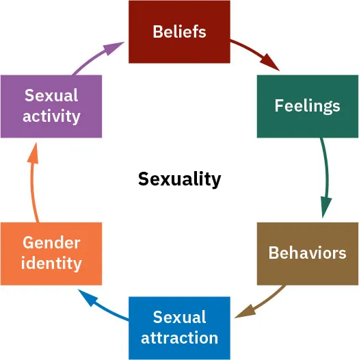 The word Sexuality in middle, surrounded by arrows connecting components: Beliefs, Feelings, Behaviors, Sexual attraction, Gender identity, Sexual activity.