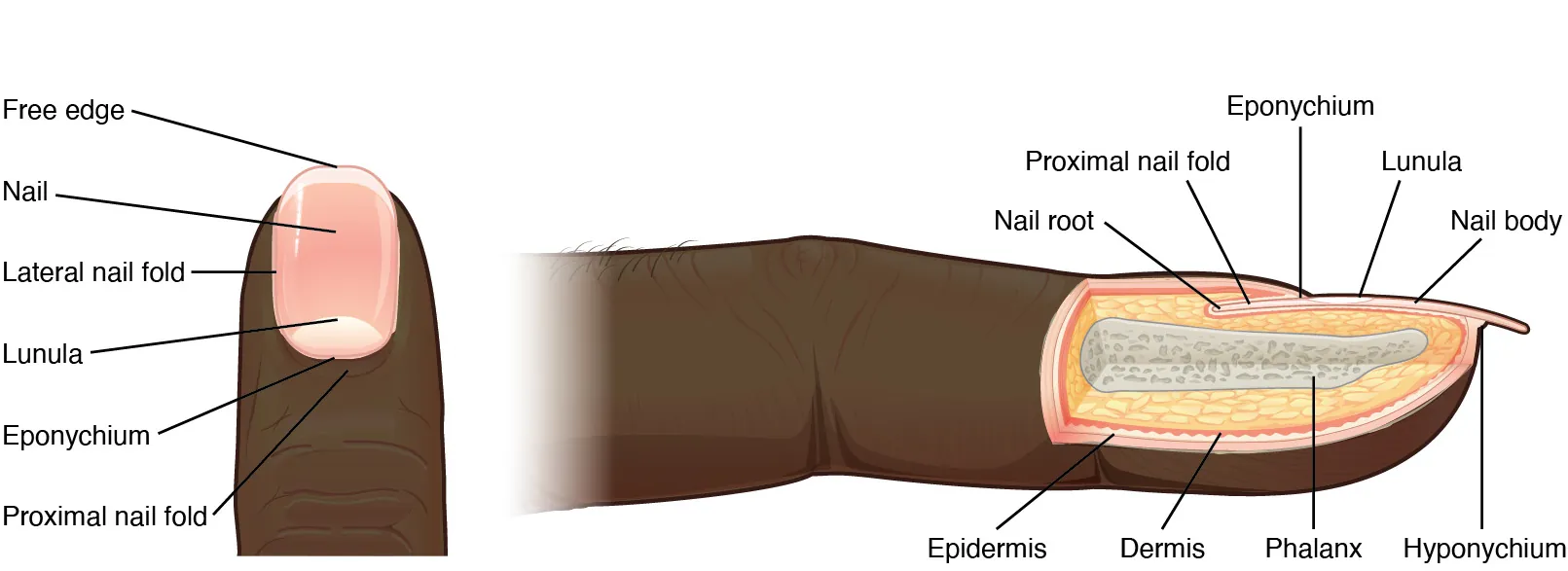 These two images show anatomy of the fingernail region. The top image shows a dorsal view of a finger. The proximal nail fold is the part underneath where the skin of the finger connects with the edge of the nail. The eponychium is a thin, pink layer between the white proximal edge of the nail (the lunula), and the edge of the finger skin. The lunula appears as a crescent-shaped white area at the proximal edge of the pink-shaded nail. The lateral nail folds are where the sides of the nail contact the finger skin. The distal edge of the nail is white and is called the free edge. An arrow indicates that the nail grows distally out from the proximal nail fold. The lower image shows a lateral view of the nail bed anatomy. In this view, one can see how the edge of the nail is located just proximal to the nail fold. This end of the nail, from which the nail grows, is called the nail root.