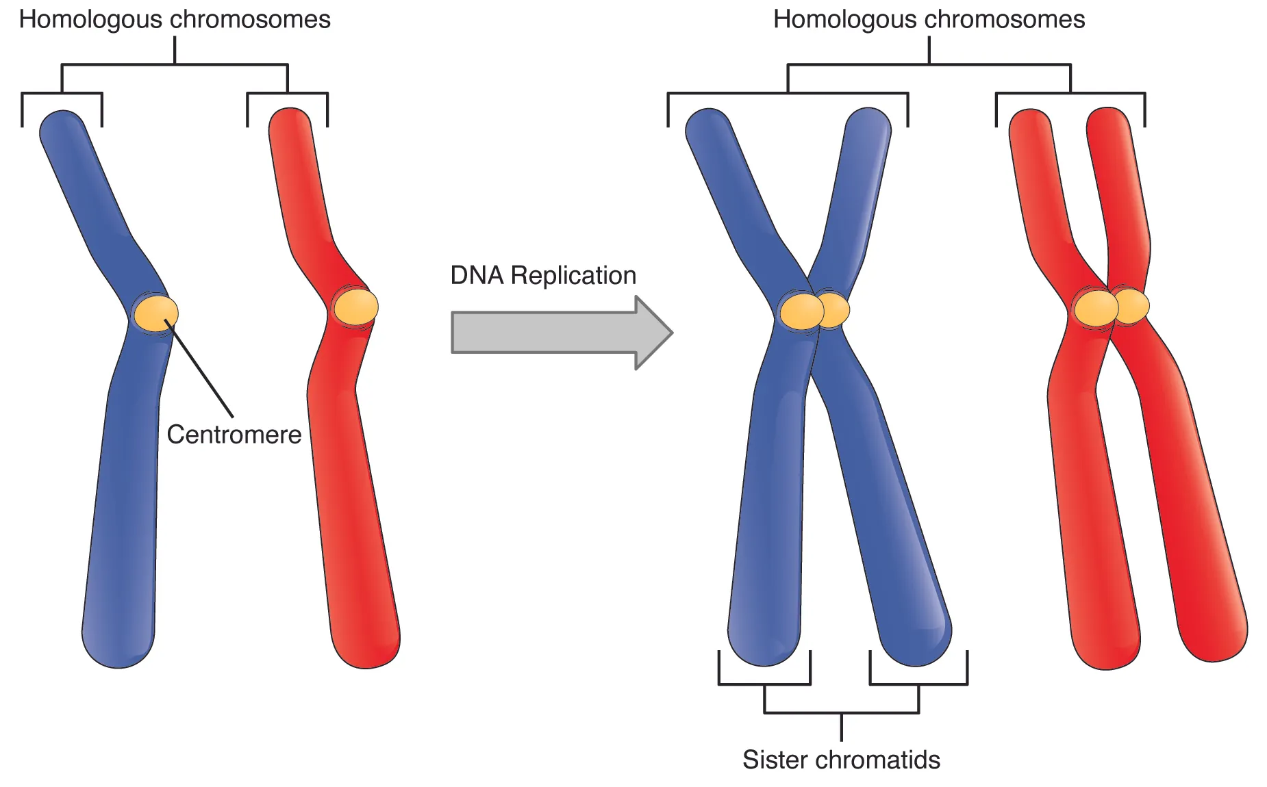 This image shows a pair of chromosomes. The major parts such as the homologous chromosomes, kinetochore and the sister chromatids are labeled.
