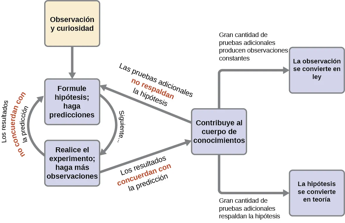 En este diagrama de flujo, el recuadro de “observación y curiosidad” tiene una flecha que apunta a un recuadro marcado como formar hipótesis; hacer predicción. Una flecha curva marcada como siguiente conecta este recuadro con otro marcado como realizar el experimento; hacer más observaciones. Otra flecha apunta de nuevo al recuadro que dice formar hipótesis; hacer predicción. Esta flecha está marcada como resultados no coherentes con la predicción. Otra flecha, marcada como resultados son coherentes con la predicción, apunta desde el recuadro de realizar el experimento a un recuadro marcado como contribuye al cuerpo de conocimientos. Sin embargo, una flecha también apunta desde contribuye al cuerpo de conocimientos hasta el recuadro de formar hipótesis; hacer predicción. Esta flecha está marcada como prueba adicional no apoya la hipótesis. También hay otras dos flechas que salen de contribuye al cuerpo de conocimientos. Una flecha está marcada como muchas pruebas adicionales producen observaciones constantes. Esta lleva al recuadro la observación se convierte en ley. La otra flecha está marcada con muchas pruebas adicionales que apoyan la hipótesis. Esta flecha conduce al recuadro la hipótesis se convierte en teoría.