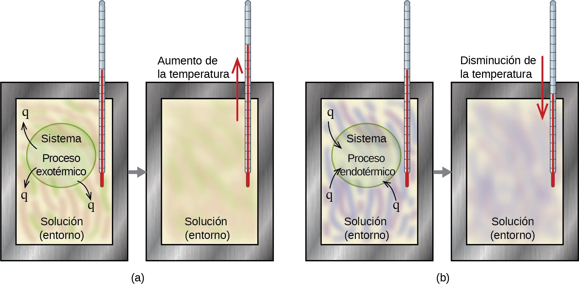Se muestran dos diagramas etiquetados como a y b. Cada uno está formado por dos recipientes rectangulares con un termómetro insertado en la parte superior derecha y que se extiende hacia el interior. Hay una flecha orientada a la derecha que conecta cada cuadro en cada diagrama. El recipiente de la izquierda en el diagrama a representa una solución en remolino de color rosa y verde con los términos "Proceso exotérmico" y "Sistema" escritos en el centro con flechas que se alejan de los términos y apuntan a "q". Las etiquetas "Solución" y "Entorno" están escritas en la parte inferior del contenedor. El recipiente de la derecha en el diagrama a tiene el término "Solución" escrito en la parte inferior del recipiente y una flecha roja hacia arriba cerca del termómetro con la frase "Temperatura aumentada" al lado. Los remolinos rosas y verdes están más mezclados en este recipiente. El recipiente de la izquierda en el diagrama b representa una solución que se arremolina de color púrpura y azul con los términos "Proceso endotérmico" y "Sistema" escritos en el centro con flechas que se alejan de los términos y "Solución" y "Entorno" escritos en la parte inferior. Las flechas apuntan hacia fuera de la letra "q" El recipiente de la derecha en el diagrama b tiene el término "Solución" escrito en la parte inferior y una flecha roja hacia abajo cerca del termómetro con la frase "Temperatura disminuida" al lado. Los remolinos azules y morados están más mezclados en este recipiente.
