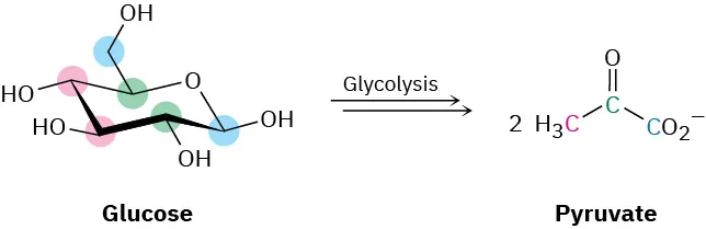The reaction shows the glycolysis of glucose into two pyruvate molecules. Glucose is in a chair conformation with carbon atoms highlighted using pink, blue, and green colors.