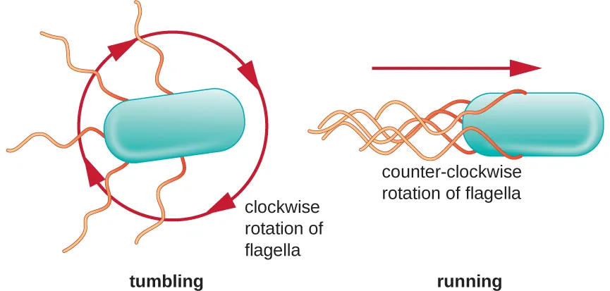 Bacterial motion. Description below.
