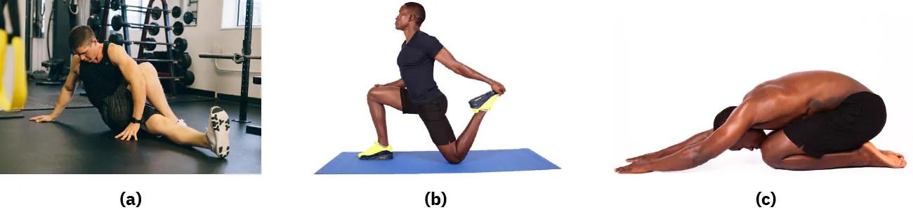 Photographs showing (a) person stretching piriformis muscle, (b) person stretching hip flexor, (c) person stretching hips, lower back, and upper body