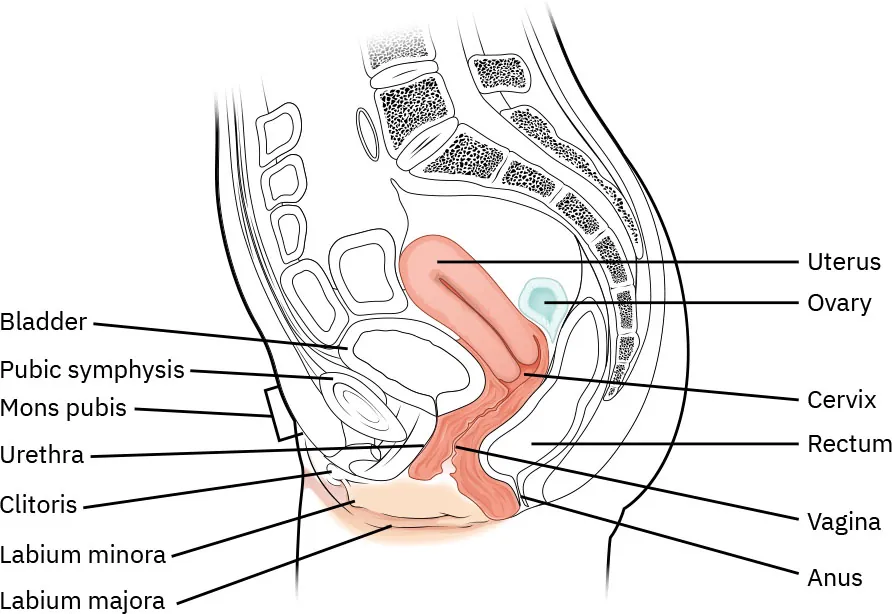 A diagram showing a lateral view of the various parts of the female reproductive system. Labeled parts include: bladder, public symphysis, mons pubis, urethra, clitoris, labium minora, labium majora, anus, vagina, rectum, cervix, fornix of uterus, ovary, uterus.