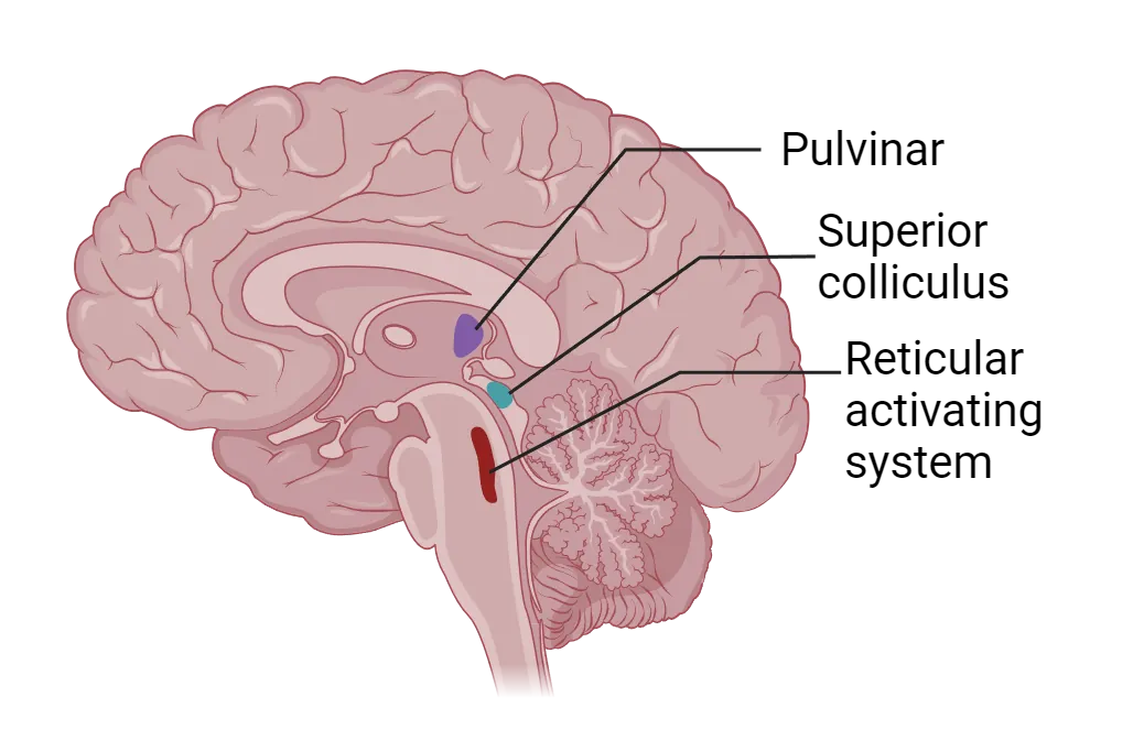 A diagram of a brain showing the anatomical location of the pulvinar, superior colliculus and reticular activating system