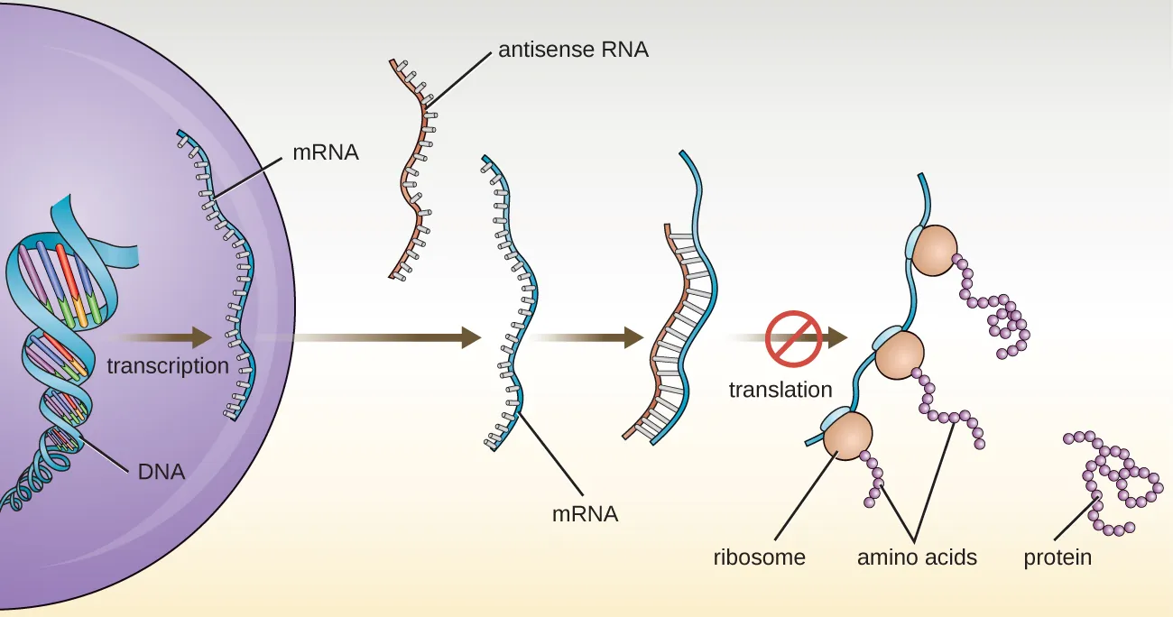 A eukaryotic cell transcribes a region of DNA into mrNA. Description below.