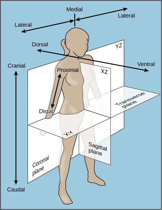 The illustration shows a woman's body dissected into planes. The coronal plane separates the front from the back. The front of the body is the ventral side, and the back of the body is the dorsal side. The transverse plane separates the upper body from the lower body, running parallel to the ground. The upper body is defined as cranial, and the lower body is defined as caudal. The sagittal plane dissects the body from side to side. The medial line goes through the center of the body. The areas to the left and right of the medial line are defined as lateral. Parts of the body close to the medial line are proximal, and those further away are distal.