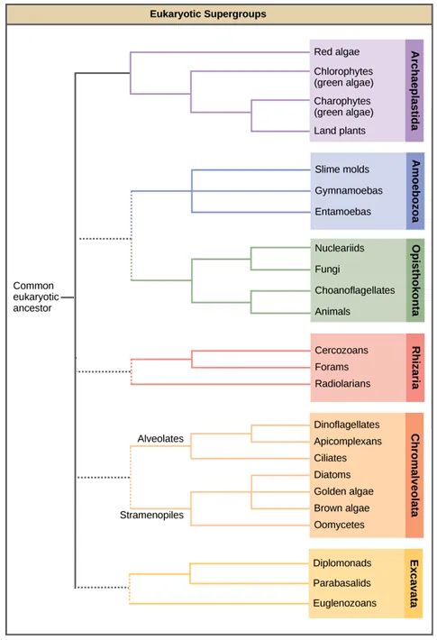 This image displays a proposed protist phylogeny. On the left, a common eukaryotic ancestor has one solid branch and other dotted branches connecting it to six supergroups. The solid branch leads to supergroup Archaeplastida. Within Archaeplastida, red algae branch off first, then Chlorophytes (a type of green algae), and finally Charophytes (another type of green algae) and land plants split. The first dotted branch splits into supergroups Amoebozoa and Opisthokonta. Amoebozoa includes slime molds, Gymnamoebas, and Entamoebas. Opisthokonta splits into one sub-branch containing fungi and Nucleariids, and another sub-branch containing Choanoflagellates and animals. The second dotted branch leads to supergroup Rhizaria, within which Radiolarians branch off first, and then forams and Cercozoans split. The third dotted branch leads to supergroup Chromalveolata, which is broken into two named sub-branches, the Alveolates and the Stramenopiles. Within the Alveolates sub-branch, Ciliates branch off first, then Dinoflagellates and Apicomplexans split. Within the Stramenopiles sub-branch, Oomycetes branch off first, then diatoms, golden algae, and brown algae split. The last dotted branch leads to supergroup Excavata, within which Euglenozoans branch off first, then Diplomonads and Parabasalids split.
