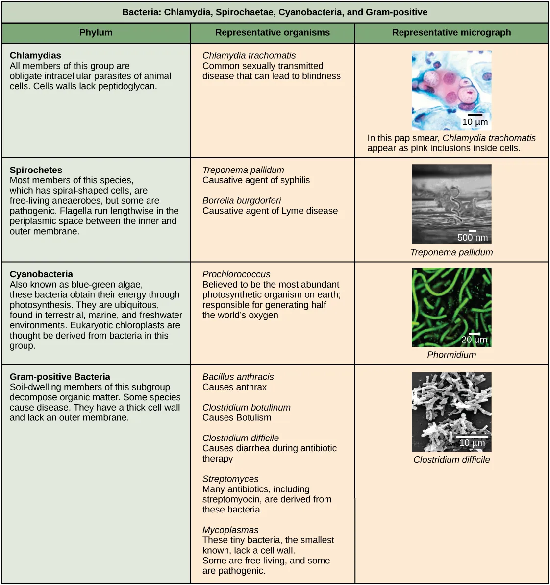 This table describes the other four bacterial phyla classes. The first phylum described is chlamydias. All members of this group are obligate intracellular parasites of animal cells. Cells walls lack peptidoglycan. Micrograph shows a pap smear of cells infected with Chlamydia trachomatis. Chlamydia infection is the most common sexually transmitted disease and can lead to blindness. All members of the phylum Spirochetes have spiral-shaped cells. Most are free-living anaerobes, but some are pathogenic. Flagella run lengthwise in the periplasmic space between the inner and outer membrane. Representative species include Treponema pallidum, the causative agent of syphilis and Borrelia burgdorferi, the causative agent of Lyme disease Micrograph shows corkscrew-shaped Trepanema pallidum, about 1 micron across. Bacteria in the phylum Cyanobacteria, also known as blue-green algae, obtain their energy through photosynthesis. They are ubiquitous, found in terrestrial, marine, and freshwater environments. Eukaryotic chloroplasts are thought to be derived from bacteria in this group. The cyanobacterium Prochlorococcus is believed to be the most abundant photosynthetic organism on earth, responsible for generating half the world’s oxygen. Micrograph shows a long, thin rod-shaped species called Phormidium. Gram-positive Bacteria have a thick cell wall and lack an outer membrane. Soil-dwelling members of this subgroup decompose organic matter. Some species cause disease. Representative species include Bacillus anthracis, which causes anthrax; Clostridium botulinum, which causes botulism; Clostridium difficile, which causes diarrhea during antibiotic therapy; Streptomyces, from which many antibiotics, including streptomyocin, are derived; and Mycoplasmas, the smallest known bacteria, which lack a cell wall. Some are free-living, and some are pathogenic. Micrograph shows Clostridium difficile, which are rod-shaped and about 3 microns long.