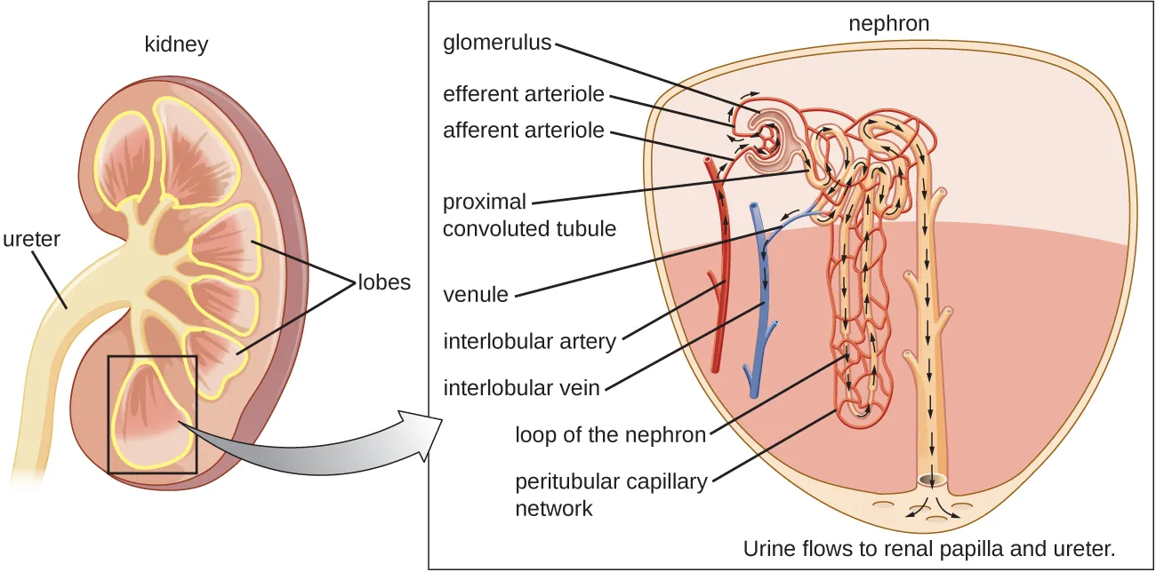 A cross section of a kidney. Description below.