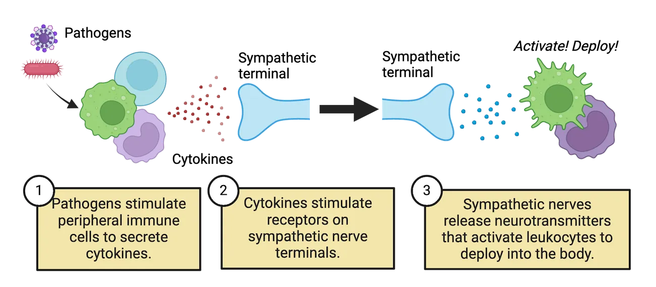 Diagrams of interactions between immune cells and sympathetic terminals. 1) Pathogens stimulate peripheral immune cells to secrete cytokines. 2) Cytokines stimulate receptors on sympathetic nerve terminals. 3) Sympathetic nerves release neurotransmitters that activate leukocytes to deploy into the body.