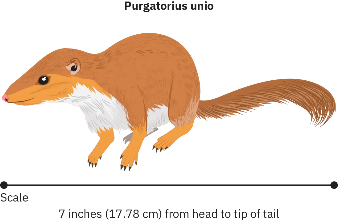 Sketch of small mammal with a tapered skull, small ears, and long tail. The animal stands on all four legs. A scale beneath the sketch identifies the animal as 7 inches (17.78 cm) from head to tip of tail.