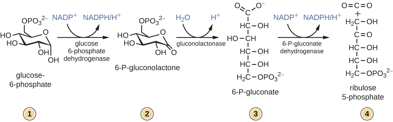 The pentose phosphate pathway. Description below.