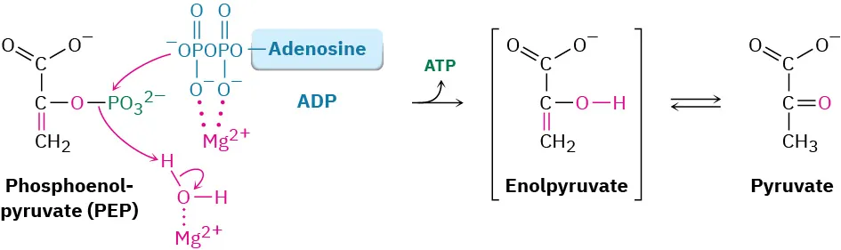 Phosphoenol pyruvate reacts with the magnesium salt of adenosine diphosphate and water to form an enol pyruvate which isomerizes  to  pyruvate and  adenosine triphosphate.