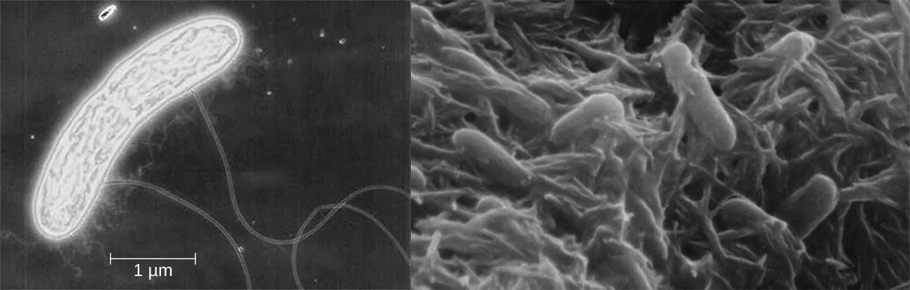 The bacterium Shewanella. Description below.