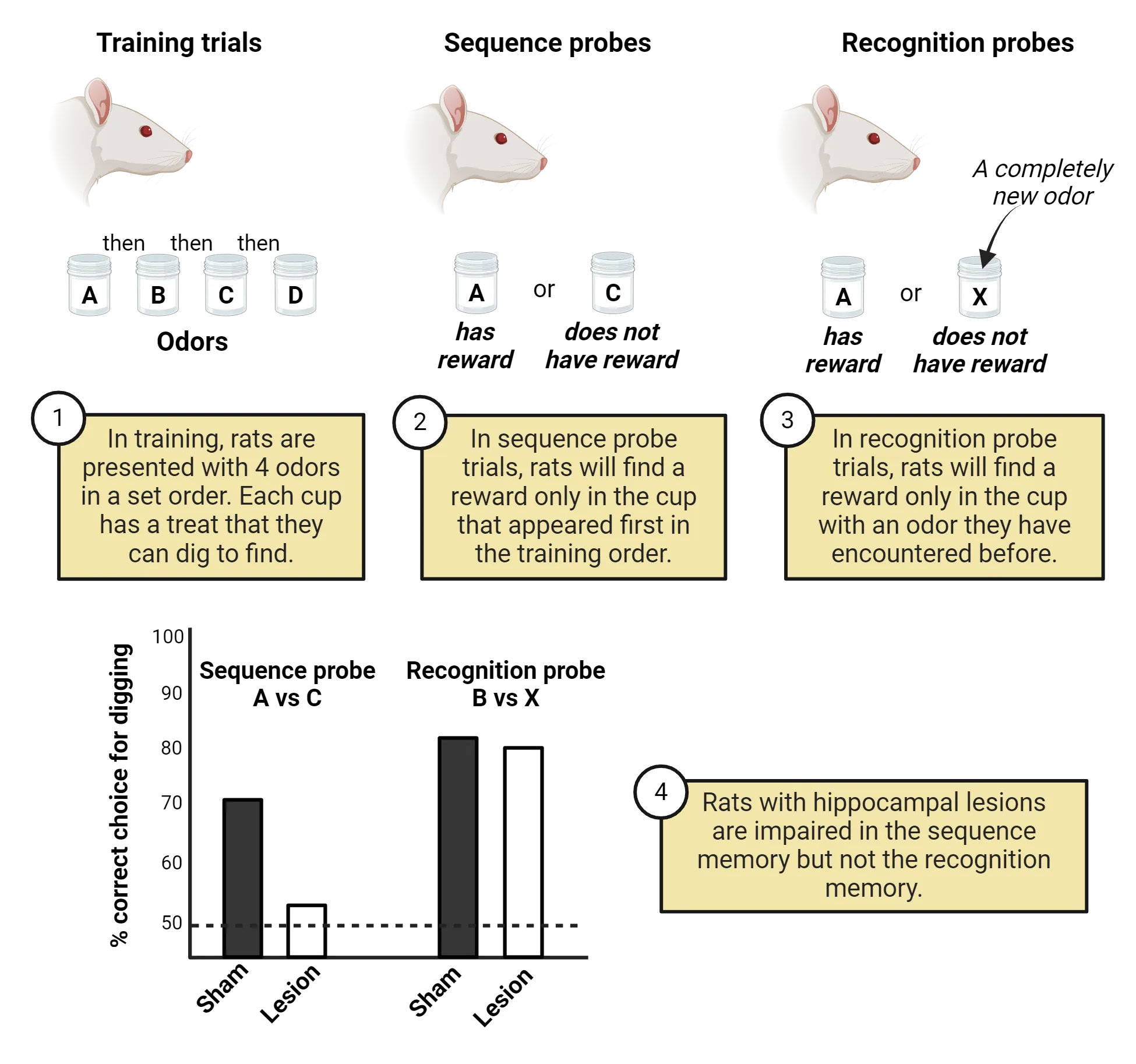 Diagram of process of odor sequence learning, showing a rodent being presented with odors in jars. 1) In training, rats are presented with 4 odors in a set order. Each cup has a treat that they can dig to find. 2)In sequence probe trials, rats will find a reward only in the cup that appeared first in the training order. 3) In recognition probe trials, rats will find a reward only in the cup with an odor they have encountered before. One cup has a completely new odor in it and the other is a familiar odor. Step 4 is a bar graph showing % correct choice for digging in sequence probe and recognition probes. Rats with hippocampal lesions are impaired in the sequence memory (less % correct) but not the recognition memory.