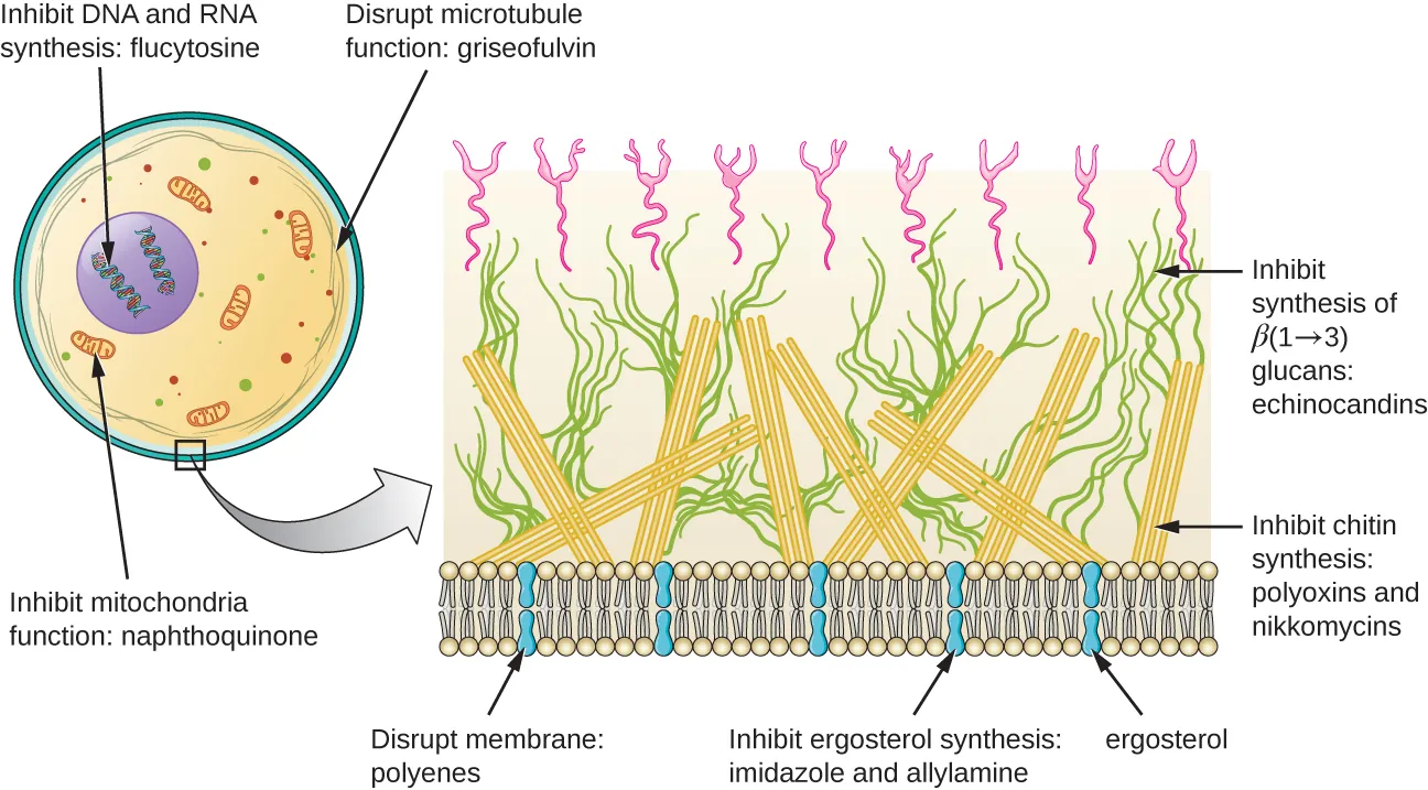 Targets of antifungal drugs: Description below.