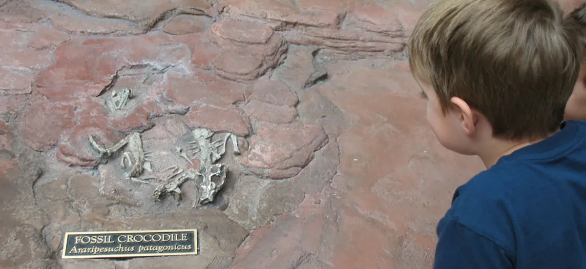 This photo shows a boy looking at a museum exhibit that contains two fossilized crocodile skeletons embedded within a large boulder. The skull, spine and forelimbs of one of the crocodiles are visible.