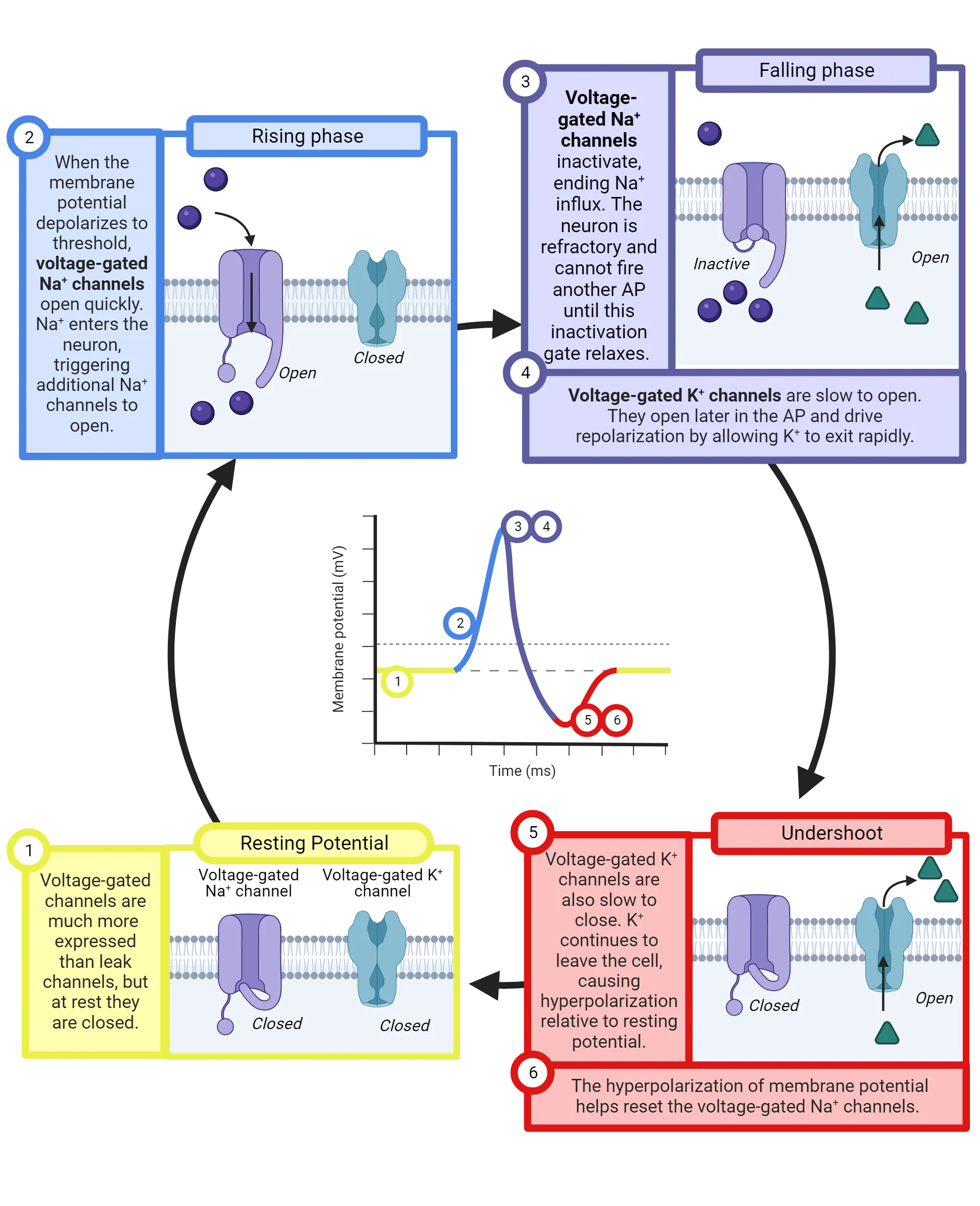Middle: Line graph of action potential phases; membrane potential (y-axis) and time (x-axis). Steps shown surrounding middle: 1) Diagram of axon segment, with voltage-gated Na+ channels and voltage-gated K+ channels shown. Channels closed.. 2) Diagram of axon segment, with voltage-gated Na+ channels and voltage-gated K+ channels shown. Na+ channel is open and Na+ flows in. 3) Diagram of axon segment, with voltage-gated Na+ channels and voltage-gated K+ channels shown. Na+ channel is closed by inactivation gate. K+ channel is open and K+ flows out. 4) Diagram of axon segment, with voltage-gated Na+ channels and voltage-gated K+ channels shown. Na+ channel is closed by voltage-sensitive gate. K+ channel is open and K+ flows out. 