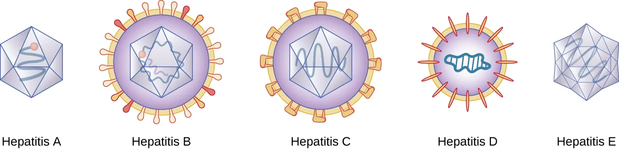 Hepatitis varieties. Description below.