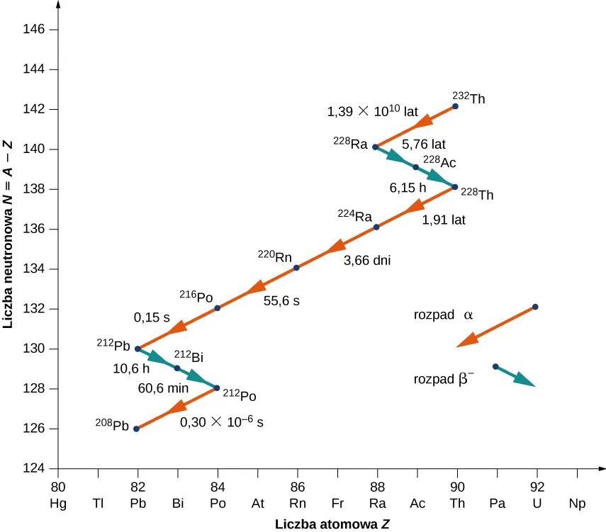 Przedstawiono wykres liczby neutronów N = A - Z względem liczby atomowej Z. Rozpad alfa reprezentują czerwone strzałki skierowane w lewo, co wskazuje na spadek zarówno N, jak i Z. Rozpad beta jest reprezentowany przez niebieskie strzałki skierowane w prawo w dół, wskazując spadek N i wzrost Z. Rozpad ten przedstawia się następująco: Rozpad alfa od 232 Th do 228 Ra w 1,39 razy 10 do potęgi 10 lat. Rozpad beta od 228 Ra do 228 Ac w ciągu 5,76 roku i od 228 Ac do 228 Th w ciągu 6,15 godziny. Rozpad alfa od 228 Th do 224 Ra w ciągu 1,91 roku, od 224 Ra do 220 Rn w ciągu 3,66 dni, od 220 Rn do 216 Po w 55,6 sekundy i od 216 Po do 212 Pb w ciągu 0,15 sekundy. Rozpad beta od 212 Pb do 212 Bi w ciągu 10,6 godziny i od 212 Bi do 212 Po w 60,6 minuty. Rozpad alfa od 212 Po do 208 Pb w 0,3 razy 10 do potęgi minus 6 sekund.