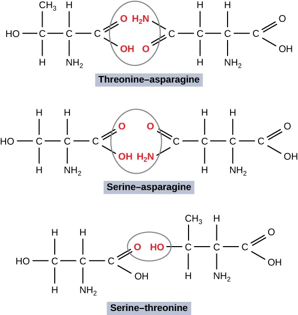 The figure shows three molecules. The first molecule is labeled Thre o nine hyphen aspara gine and shows an H O atom  attached with a single line  to 3 successive C atoms. The first C atom is attached to a C H 3 atom and an H atom. The second C atom is attached to another C atom and attached to an H atom and a N H 2 atom. The third C atom is attached an O H 2 N atom with two lines, and an O H O atom with one line.  The O H 2 N atom is attached to a C atom with one line and the O H O atom is attached to the same C with two lines. The C atom is attached to three more successive C atoms with one line. The first C atom is attached to two H atoms with one line. The next C atom is attached to an H atom with one line and a N H 2 atom with one line. The last C atom is attached to an O atom with 2 lines and an O H atom with one line. The second molecule is labeled Serine hyphen aspara gine and the molecular structure is as follows. An H O molecule is attached with single lines to three successive C atoms. The first C atom is attached to two H atoms with single lines, the second C atom is attached to an H atom and a N H 2 atom with single lines. The third C atom is attached to an O H H 2 N atom with single lines and a O O atom with double lines. The O O atom is attached to a C molecule with double lines and the O H H 2 N atom is attached to the same C atom with a single line.  The C atom is attached to three more C atoms with single lines. The first C atom has 2 H molecules attached with single lines, the second C atom has an H atom and a N H 2 atom attached with single lines and the third C atom  is attached to an O atom with 2 lines and an O H atom with one line.  The third molecule is labeled Serine hyphen thre o nine and the molecular structure is as follows.  An H O molecule is attached with single lines to three successive C atoms. The first C atom is attached to two H atoms with single lines, the second C atom is attached to an H atom and a N H 2 atom with single lines. The third C atom is attached to an O H O molecule with two lines and an O H molecule with one line. The O H O molecule is attached to three successive C molecules. The first C molecule is attached to a C H 3 atom and an H atom with single lines, the second C atom is attached to an H atom and a N H 2 molecule with single lines and the last C molecule is attached to an O atom with double lines and an O H molecule with single line.
