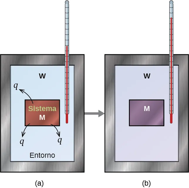 Se muestran dos diagramas etiquetados como a y b. Cada diagrama está compuesto por un recipiente rectangular con un termómetro insertado en su interior desde la esquina superior derecha. Ambos contenedores están conectados por una flecha hacia la derecha. Ambos recipientes están llenos de agua, que se representa con la letra "W", y cada recipiente tiene un cuadrado en el centro que representa un metal que está etiquetado con una letra "M". En el diagrama a, el metal está dibujado en marrón y tiene tres flechas orientadas hacia el exterior. Cada flecha tiene la letra "q" en su extremo. El metal está etiquetado como "sistema" y el agua como "entorno". El termómetro de este diagrama tiene una lectura relativamente baja. En el diagrama b, el metal se representa en color morado y el termómetro tiene una lectura relativamente alta.