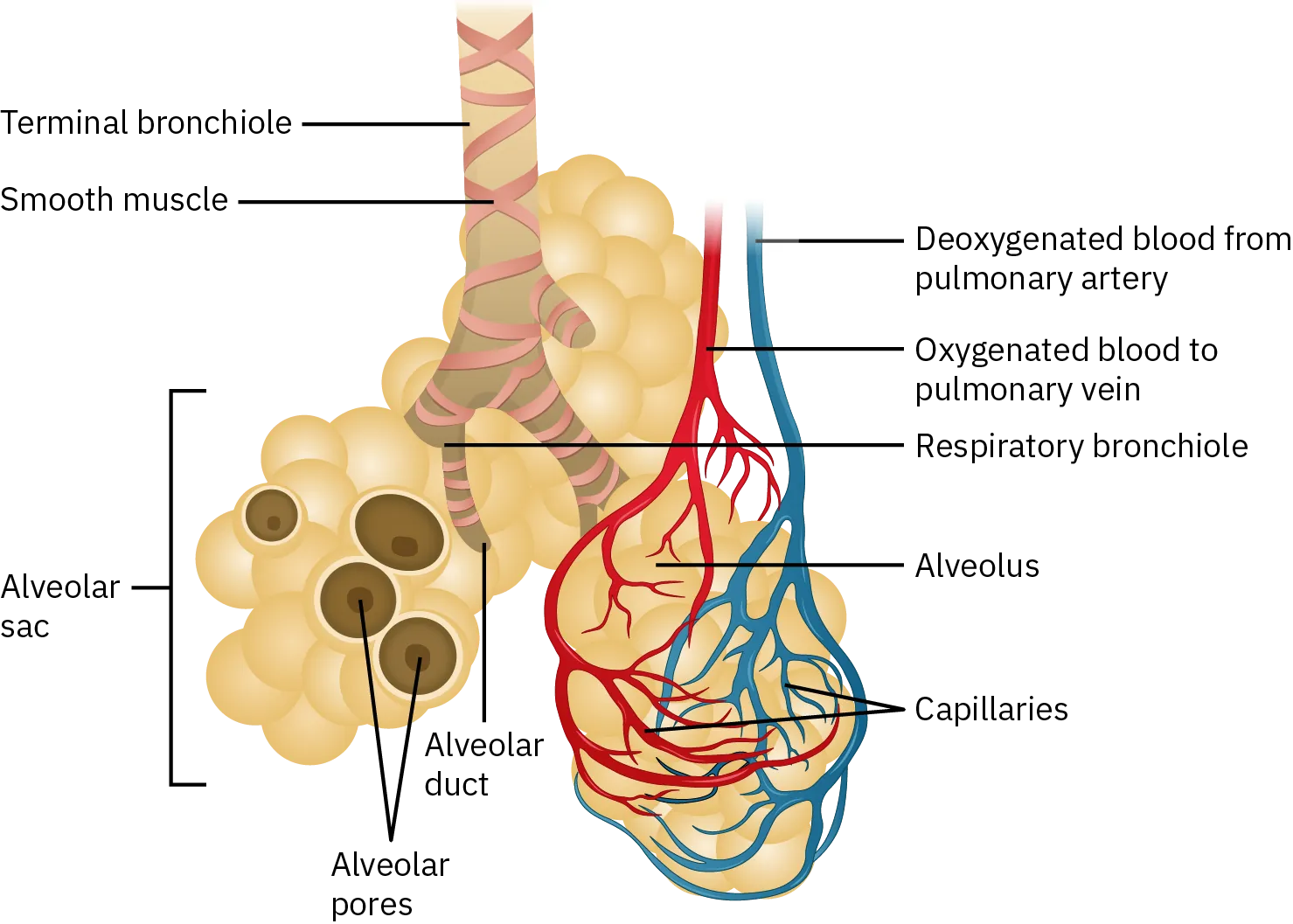 A diagram shows the parts of the bronchioles and alveoli in the lungs. Respiratory bronchioles branch off from the terminal bronchiole, both of which are covered in strands of smooth muscle. The respiratory bronchiole terminates at the alveolar duct. An alveolar sac is clustered around this duct. A cross section of an alveolus shows the alveolar pores within it. The alveolus is surrounded by capillaries. Oxygenated blood leaves the alveoli via the pulmonary artery while deoxygenated blood arrives at the alveoli via the pulmonary vein.