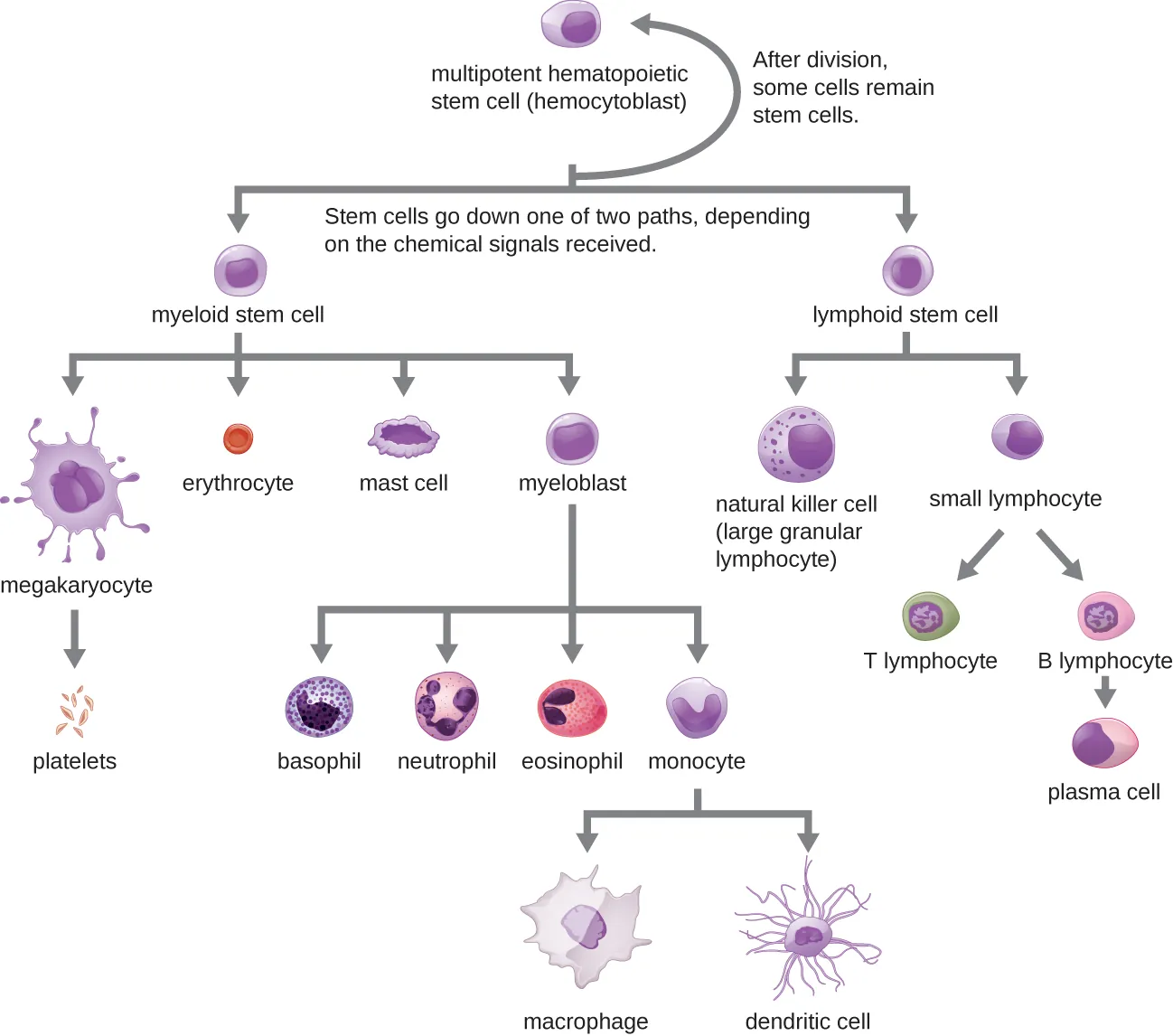 A flowchart showing progression of development for formed elements of blood. Description below.