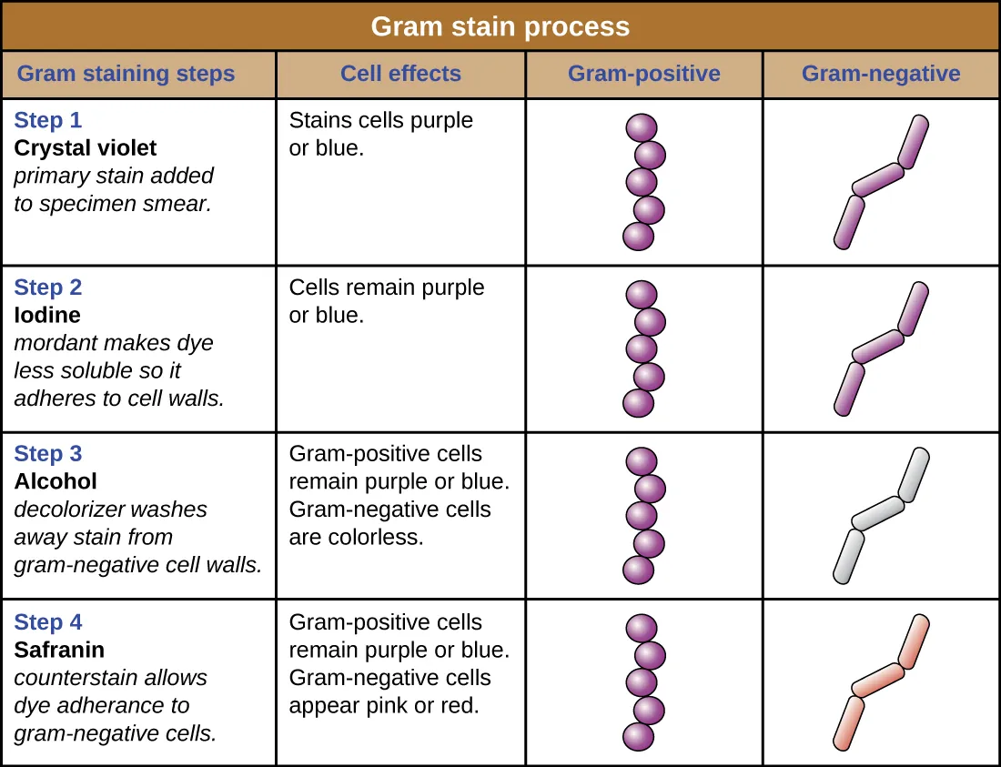 Gram stain process table. Description below.