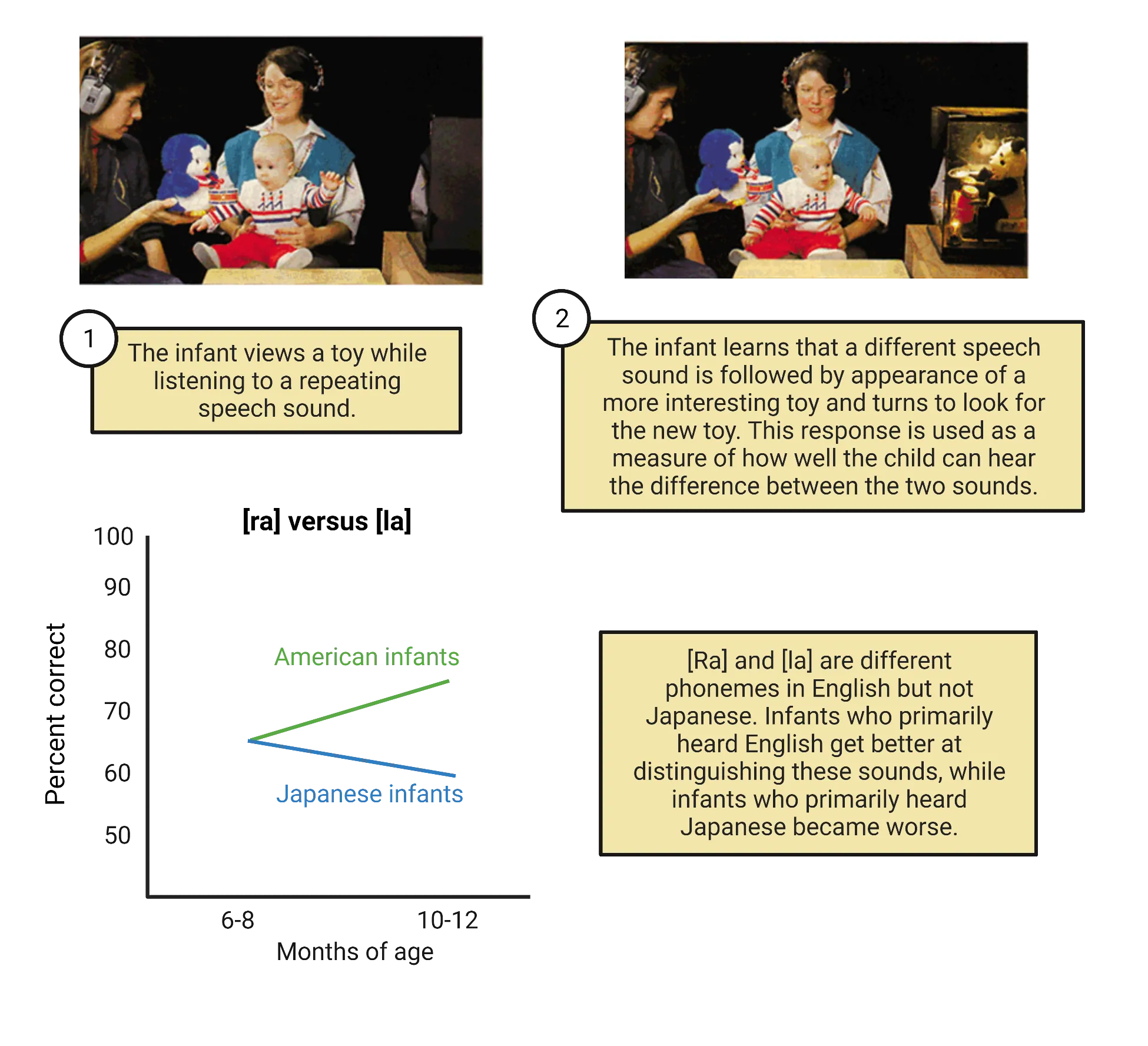 Top: 2 pictures of a woman holding an infant while toys are presented to the infant on either side. Bottom: Line graph of percent correct (y axis) vs months of age (x axis, 6-8mo and 10-12mo shown). [ra] vs [la] is the title. Green line for American infants trends up while blue line for Japanese infants trends down.