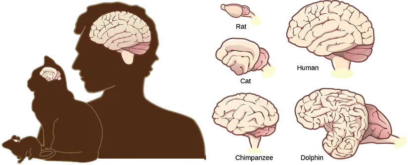 Illustrations shows that brains increase in size and amount of cortical folding from rat to cat to chimpanzee to human to dolphin.