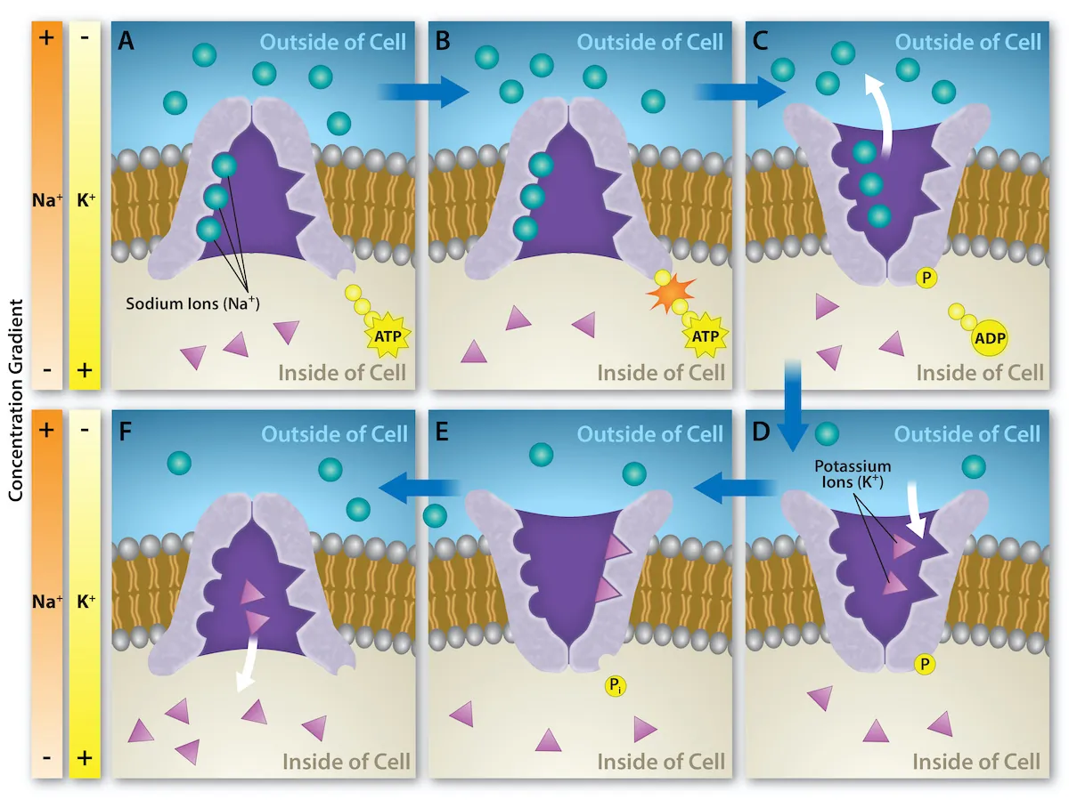 This illustration shows the sodium-potassium pump. Initially, the pumps opening faces the cytoplasm, where three sodium ions bind to it. The antiporter hydrolyzes an A T P to A D P and, as a result, undergoes a conformational change. The sodium ions are released into the extracellular space. Two potassium ions from the extracellular space now bind the antiporter, which changes conformation again, releasing the potassium ions into the cytoplasm.