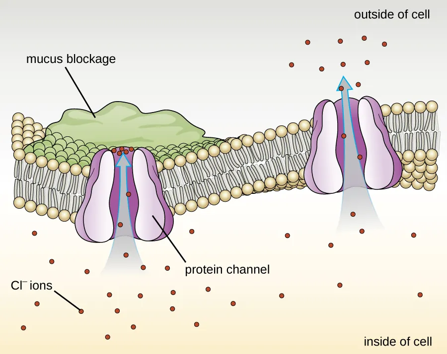 CFTR Protein. Description below.