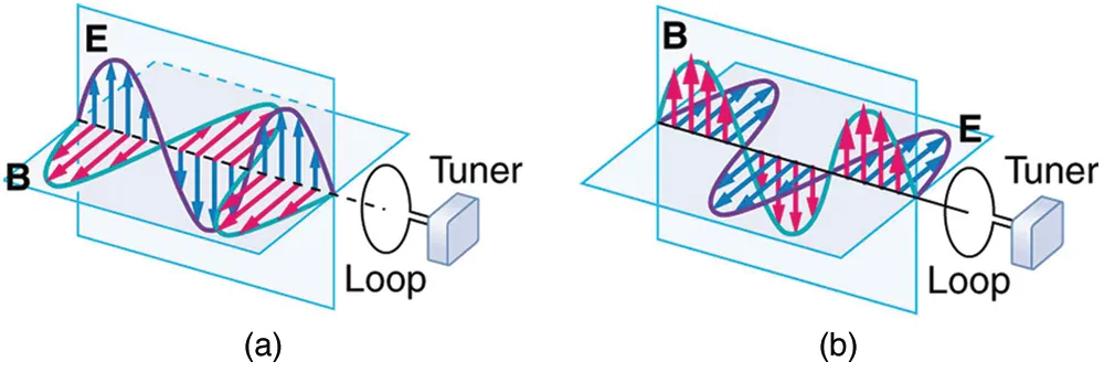 Part a of the diagram shows an electromagnetic wave approaching a receiver loop connected to a tuner. The wave is shown with the variation of two components E and B. E is a sine wave in vertical plane with small arrows showing the vibrations of particles in the plane. B is a sine wave in a horizontal plane perpendicular to the E wave. The B wave has arrows to show the vibrations of particles in the plane. The waves are shown intersecting each other at the junction of the planes because E and B are perpendicular to each other. The direction of propagation of wave is shown perpendicular to E and B waves. Part b of the diagram shows an electromagnetic wave approaching a receiver loop connected to a tuner. The wave is shown with the variation of two components E and B. E is a sine wave in horizontal plane with small arrows showing the vibrations of particles in the plane. B is a sine wave in a vertical plane perpendicular to the E wave. The B wave has arrows to show the vibrations of particles in the plane. The waves are shown intersecting each other at the junction of the planes because E and B are perpendicular to each other. The direction of propagation of wave is shown perpendicular to E and B waves. 