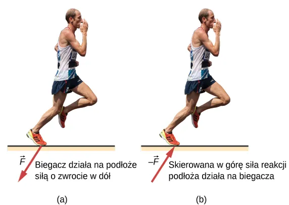 Na rysunku a przedstawiono biegacza. Na rysunku pokazano również siłę, z którą biegacz naciska stopą na podłoże. Strzałka oznaczona jako F działa od jego stóp odpowiednio w kierunku w dół i w lewo. Z kolei rysunek b pokazuje tego samego biegacza, lecz doznającego działania siły reakcji o zwrocie odpowiednio do góry i w prawo. Siłę tą oznaczono jako –F.