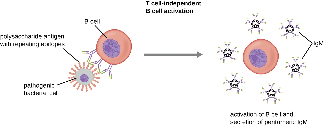T cell-independent B cell activation. Description below.