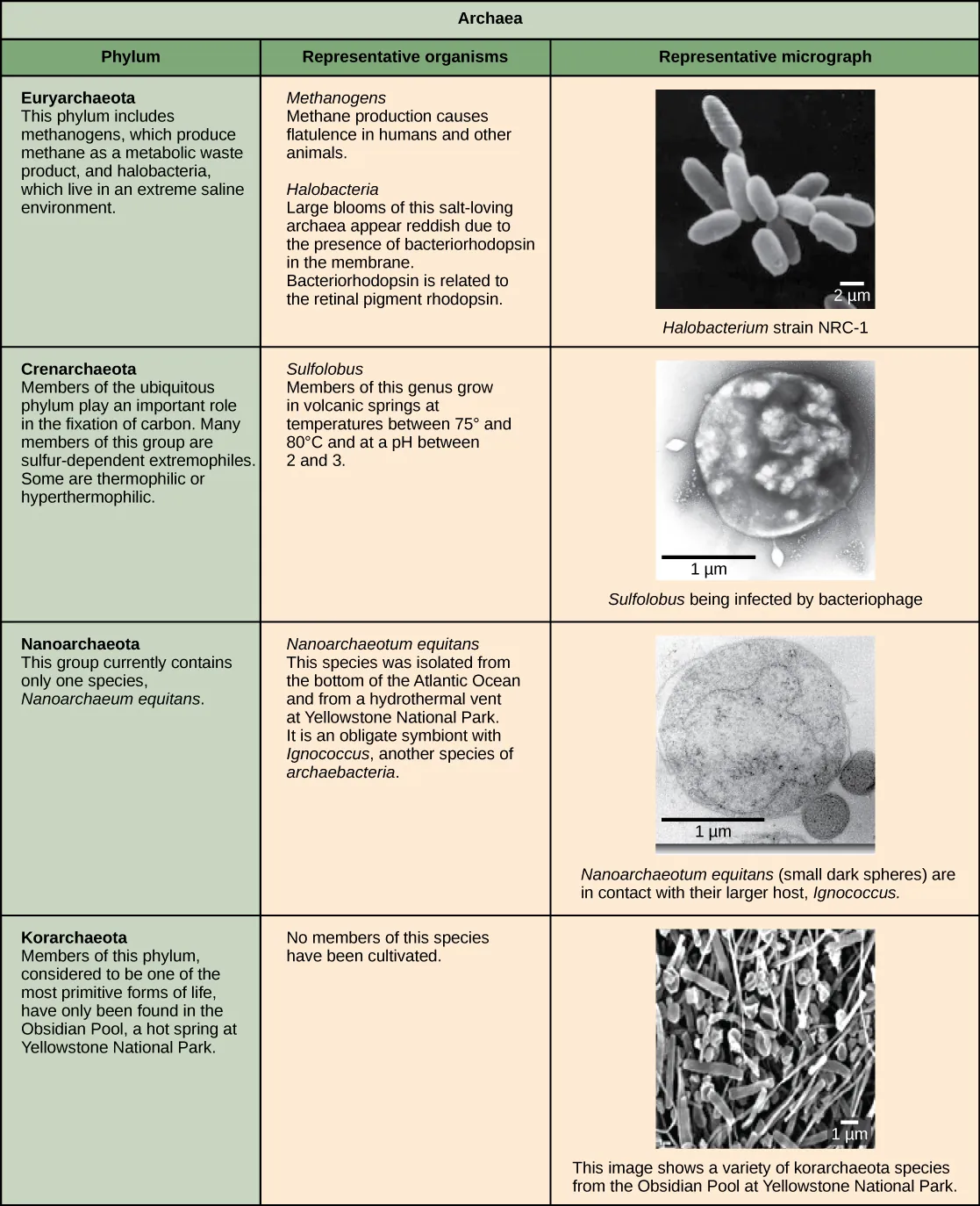 Characteristics of the four phyla of archaea are described. Euryarchaeotes includes methanogens, which produce methane as a metabolic waste product, and halobacteria, which live in an extreme saline environment. Methanogens cause flatulence in humans and other animals. Halobacteria can grow in large blooms that appear reddish, due to the presence of bacteriorhodopsin in the membrane. Bacteriorhodopsin is related to the retinal pigment rhodopsin. Micrograph shows rod-shaped Halobacterium. Members of the ubiquitous Crenarchaeotes phylum play an important role in the fixation of carbon. Many members of this group are sulfur-dependent extremophiles. Some are thermophilic or hyperthermophilic. Micrograph shows cocci-shaped Sulfolobus, a genus which grows in volcanic springs at temperatures between 75° and 80°C and at a pH between 2 and 3. The phylum Nanoarchaeotes currently contains only one species, Nanoarchaeum equitans, which has been isolated from the bottom of the Atlantic Ocean, and from the a hydrothermal vent at Yellowstone National Park. It is an obligate symbiont with Ignicoccus, another species of archaebacteria. Micrograph shows two small, round N. equitans cells attached to a larger Ignicoccus cell. Korarchaeotes are considered to be one of the most primitive forms of life and so far have only been found in the Obsidian Pool, a hot spring at Yellowstone National Park. Micrograph shows a variety of specimens from this group which vary in shape.