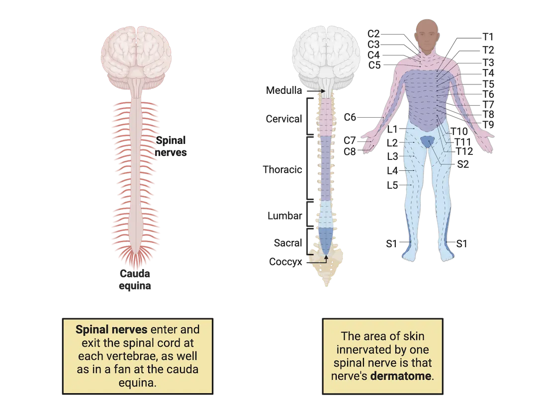 Diagram of the central nervous system of a human, showing a brain with spinal cord descending from the back of the brain and spinal nerves exiting at each vertebra. Adjacent is a diagram of the human spinal cord with the cervical, thoracic, lumbar, sacral and coxyl sections of the cord color coded (from rostral to caudal). A human body is also shown with color coding on the body surface to indicate which spinal nerves connect to that portion of the body (i.e. the dermatomes). Dermatomes follow anatomical order with the more rostral sections of the spinal cord serving dermatomes more rostral on the body.