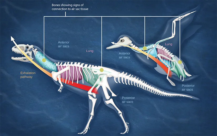 Illustration compares a dinosaur and a bird. Both have anterior air sacs in front of the lungs, and posterior air sacs behind them. The air sacs connect to hollow openings in bones.