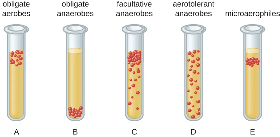 Thioglycolate tubes. Description below.
